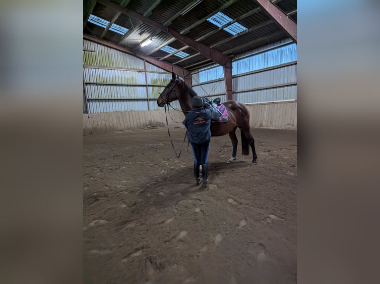 Holstein Mare 12 years 16,1 hh Brown in Vaale