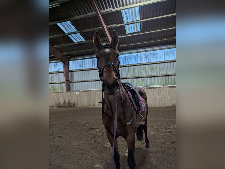 Holstein Mare 12 years 16,1 hh Brown in Vaale