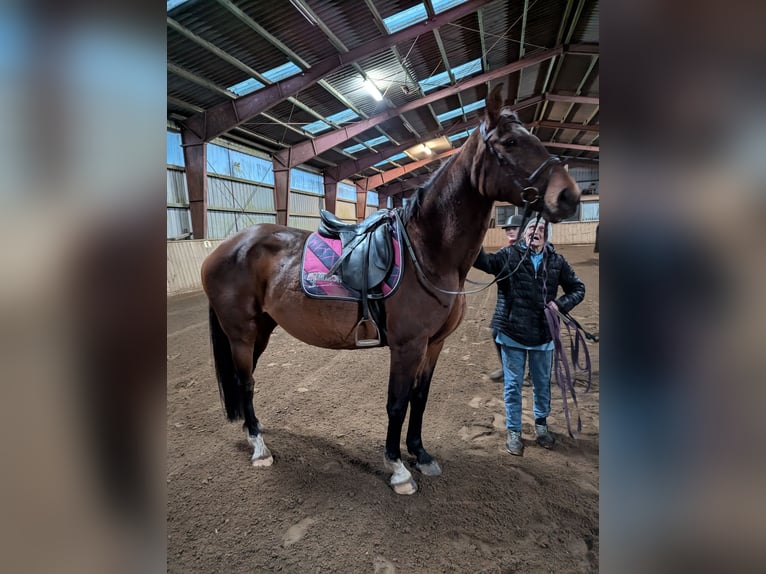 Holstein Mare 12 years 16,1 hh Brown in Vaale