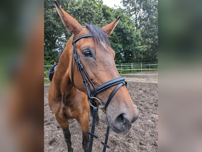 Holstein Mare 12 years 16,1 hh Brown in Vaale