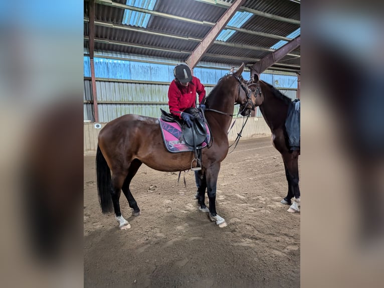 Holstein Mare 12 years 16,1 hh Brown in Vaale