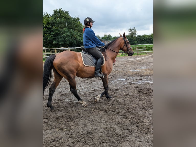 Holstein Mare 12 years 16,1 hh Brown in Vaale