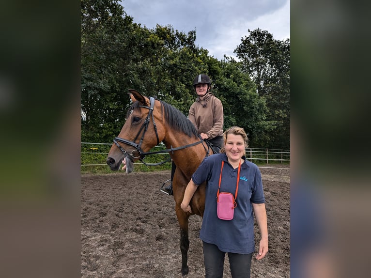 Holstein Mare 12 years 16,1 hh Brown in Vaale