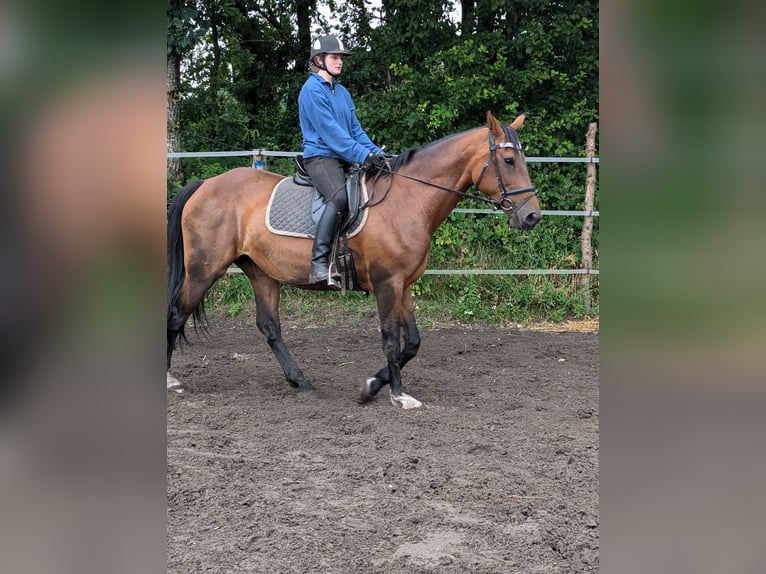 Holstein Mare 12 years 16,1 hh Brown in Vaale