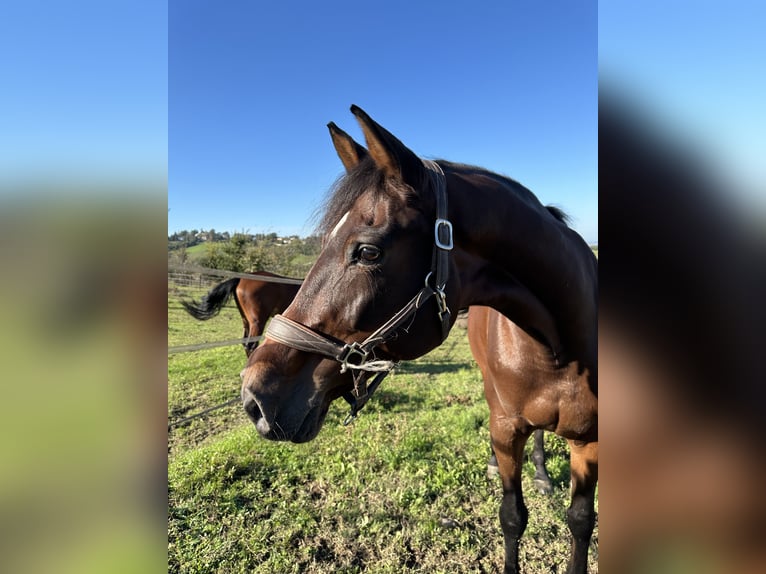 Holstein Mare 12 years 16,1 hh Brown in Bologna