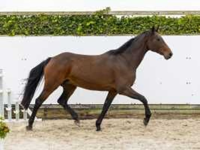 Holstein Mare 12 years 16,1 hh Brown in Waddinxveen