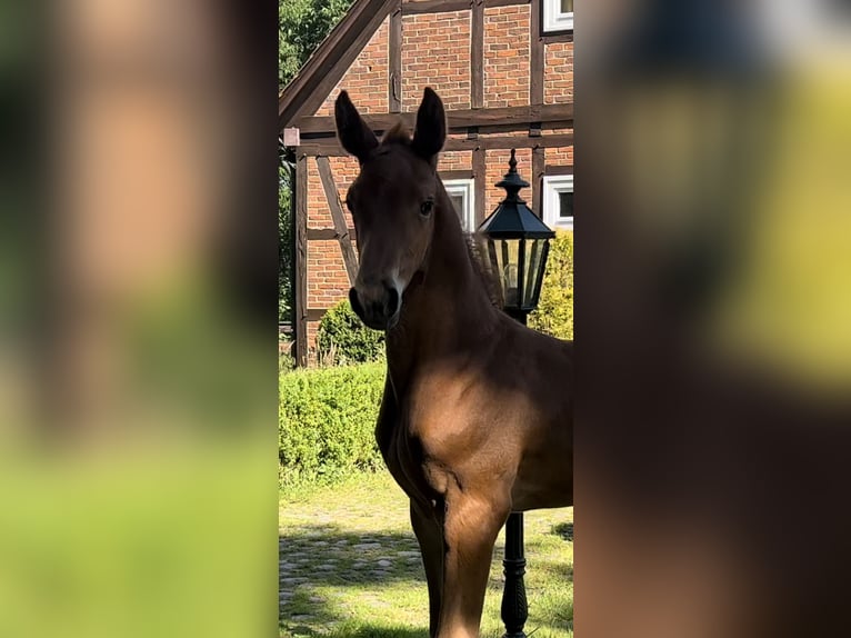 Holstein Mare 12 years 16,1 hh Gray in Celle