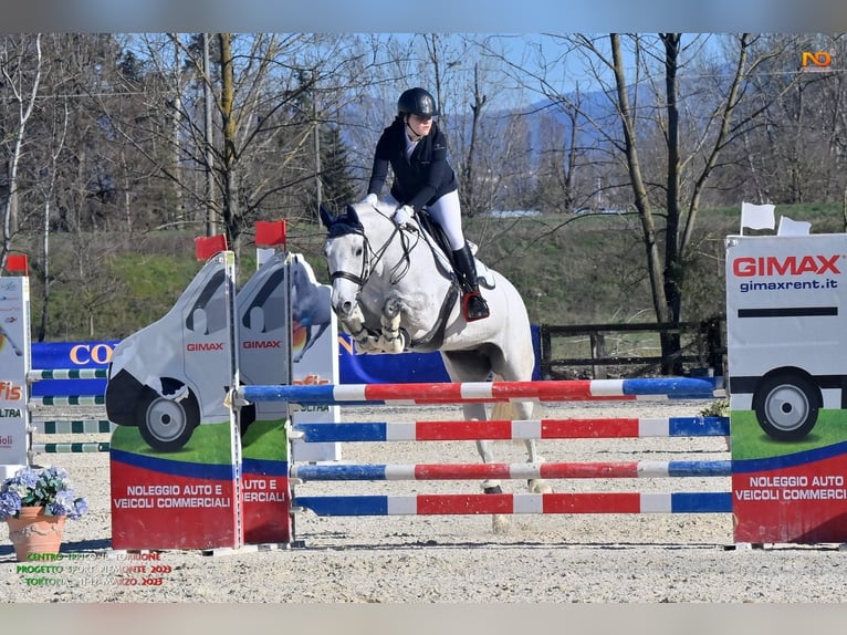 Holstein Mare 12 years 16,1 hh Gray in Alessandria