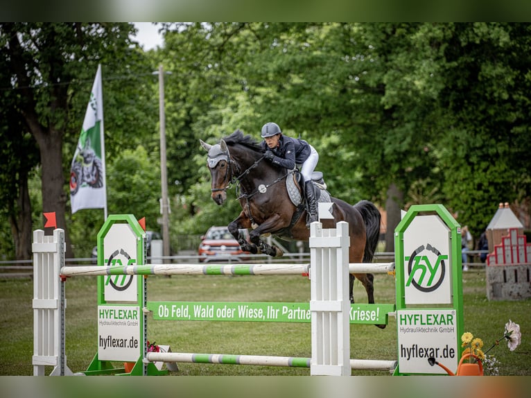 Holstein Mare 12 years 16,1 hh Smoky-Black in Beckdorf