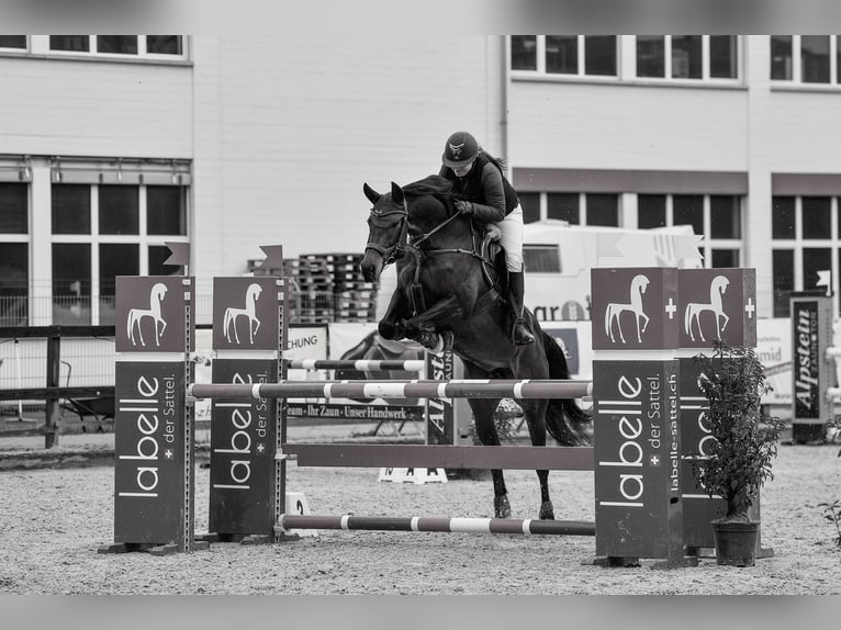 Holstein Mare 12 years 16.1 hh Smoky-Black in Weinfelden