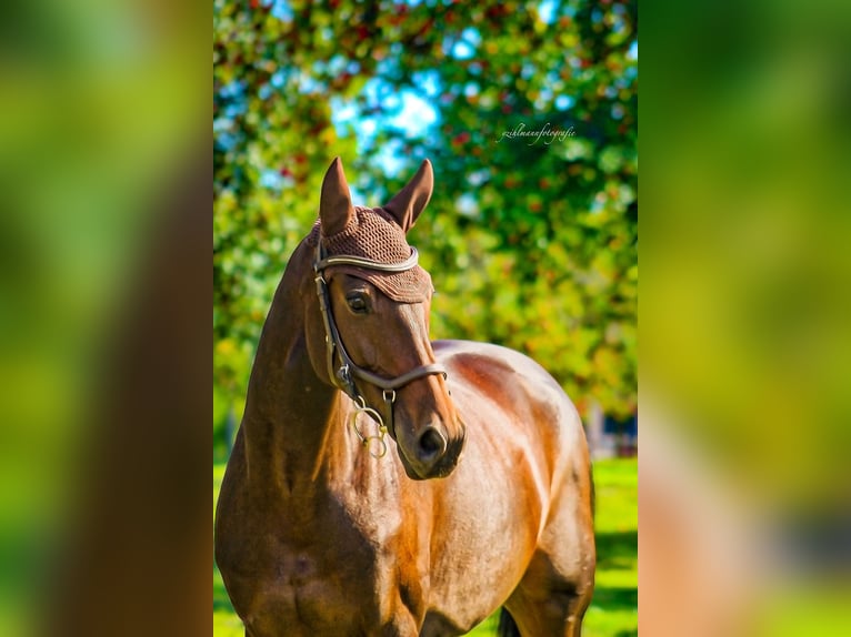 Holstein Mare 12 years 16.1 hh Smoky-Black in Weinfelden