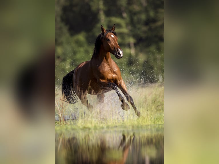 Holstein Mare 12 years 16,2 hh Brown in Massenhausen