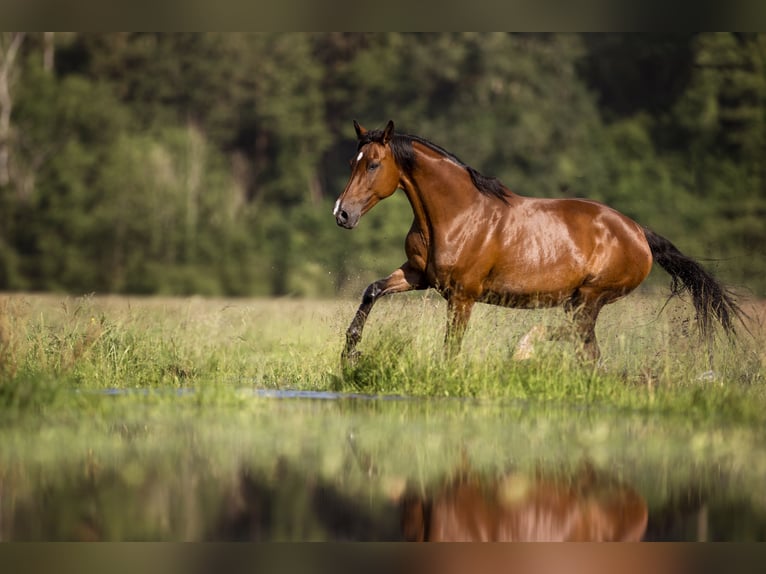 Holstein Mare 12 years 16,2 hh Brown in Massenhausen