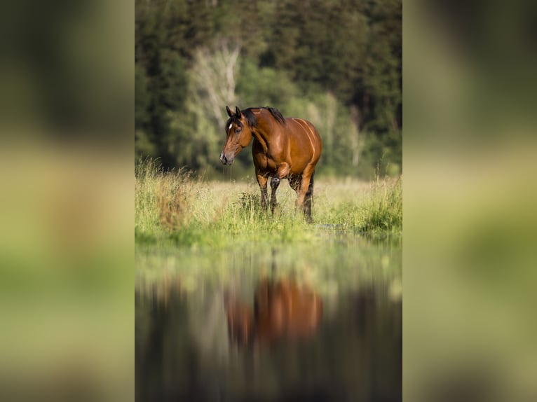 Holstein Mare 12 years 16,2 hh Brown in Massenhausen