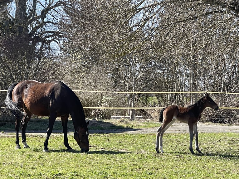 Holstein Mare 12 years 16,2 hh Brown in Münsingen