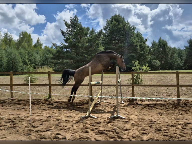 Holstein Mare 12 years 16,2 hh Brown in Tuchola