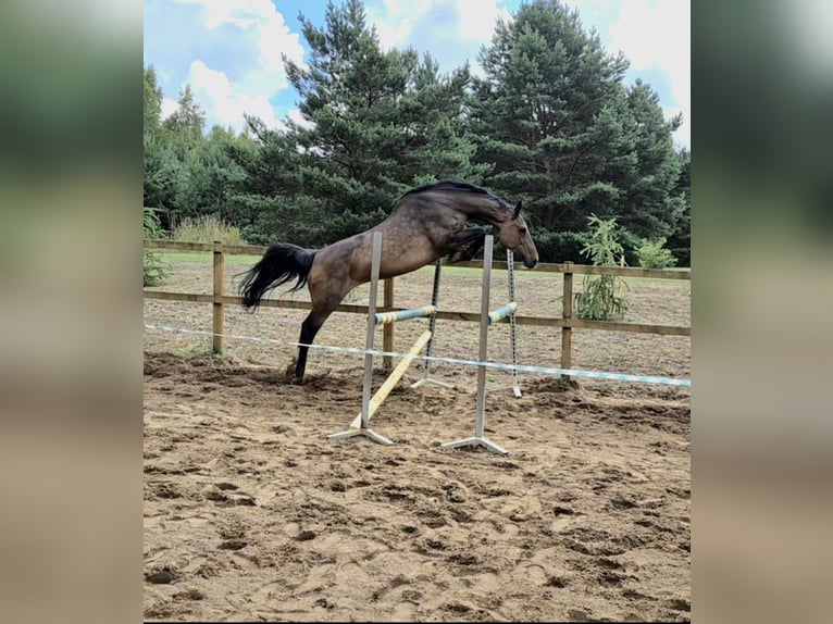 Holstein Mare 12 years 16,2 hh Brown in Tuchola