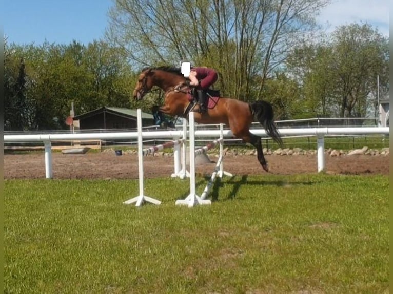 Holstein Mare 12 years 16,2 hh Brown in Fensterbach