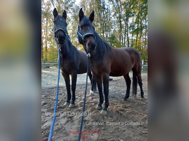 Holstein Mare 12 years 16 hh Bay-Dark in Bispingen