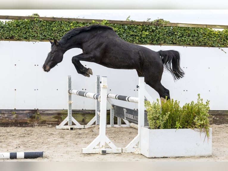 Holstein Mare 12 years 16 hh Bay-Dark in Waddinxveen