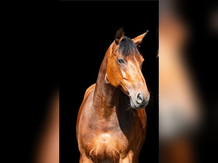 Holstein Mare 12 years 16 hh Brown in Diekhusen-Fahrstedt