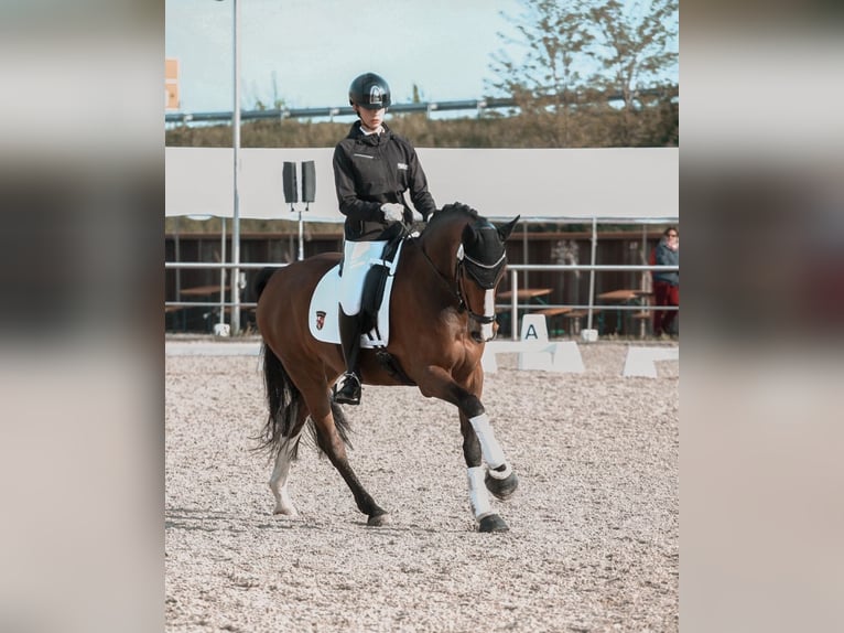 Holstein Mare 12 years 16 hh Brown in Erbes-B&#xFC;desheim