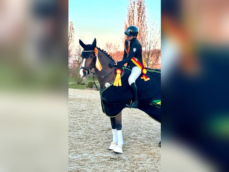 Holstein Mare 12 years 16 hh Brown in Erbes-B&#xFC;desheim
