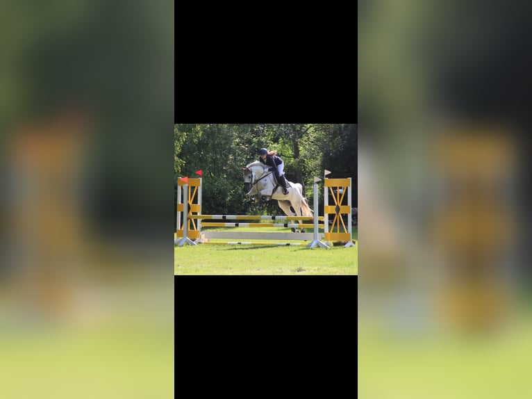 Holstein Mare 12 years 16 hh Grey in Hamburg Kirchwerder