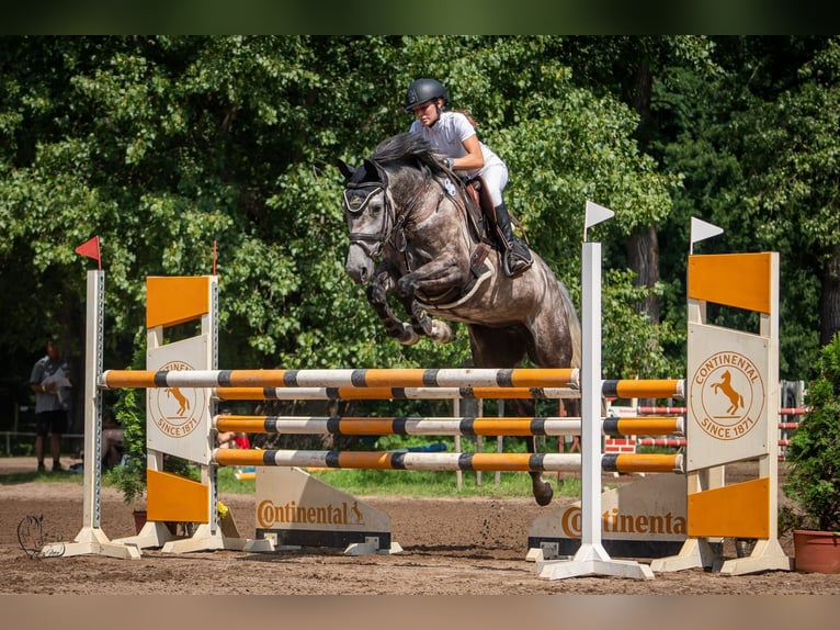 Holstein Mare 12 years 16 hh Grey in Magdwiesen
