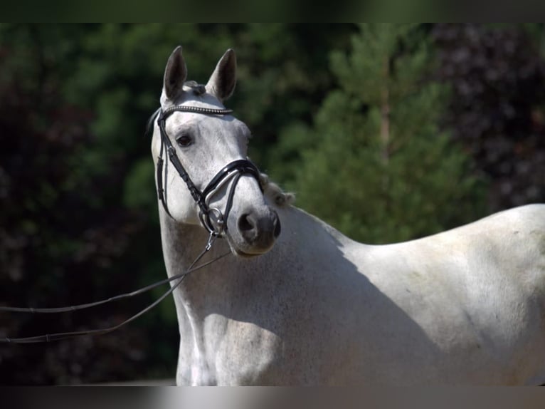 Holstein Mare 12 years 16 hh Grey in Magdwiesen