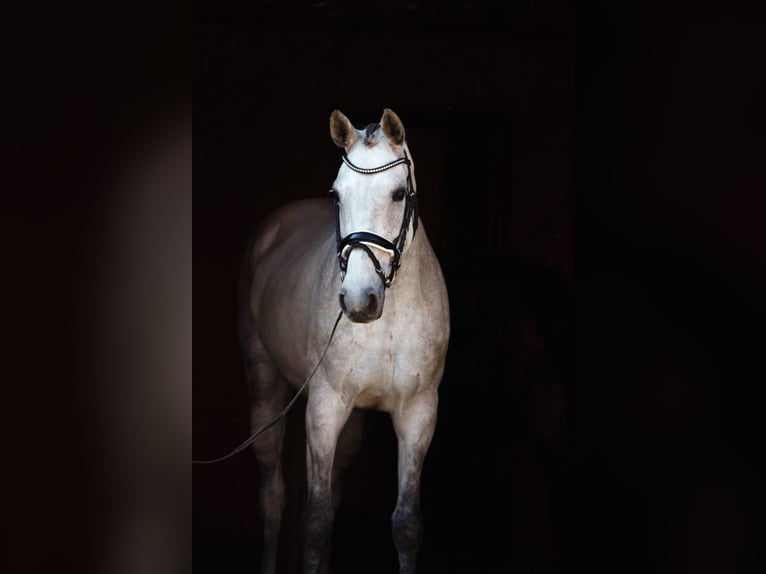 Holstein Mare 12 years 16 hh Grey in Magdwiesen