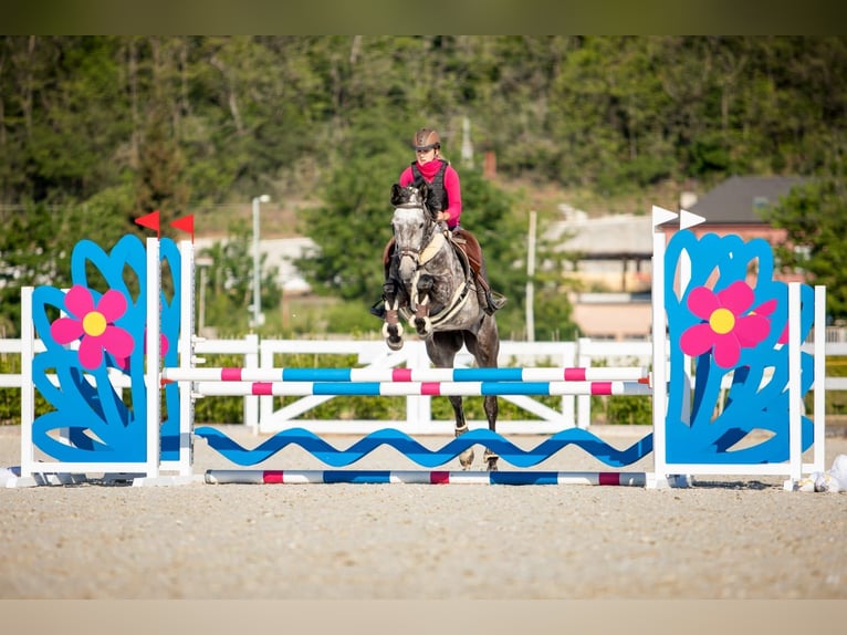 Holstein Mare 12 years 16 hh Grey in Magdwiesen