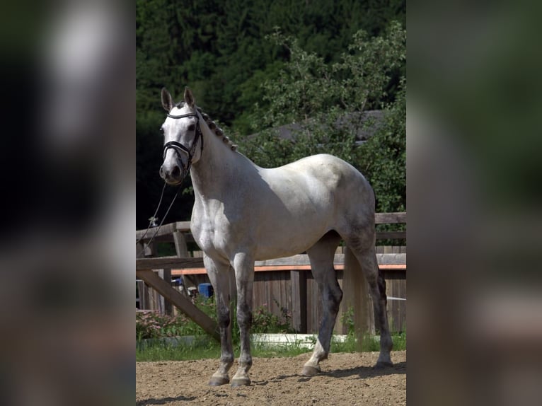 Holstein Mare 12 years 16 hh Grey in Magdwiesen
