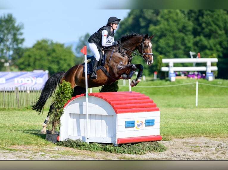 Holstein Mare 12 years 16,1 hh Bay-Dark in Zar&#x119;by