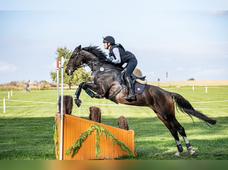 Holstein Mare 12 years 16,1 hh Bay-Dark in Zar&#x119;by