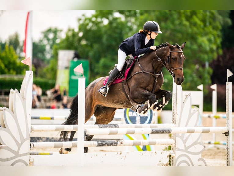 Holstein Mare 12 years 16,1 hh Bay-Dark in Pobiedziska