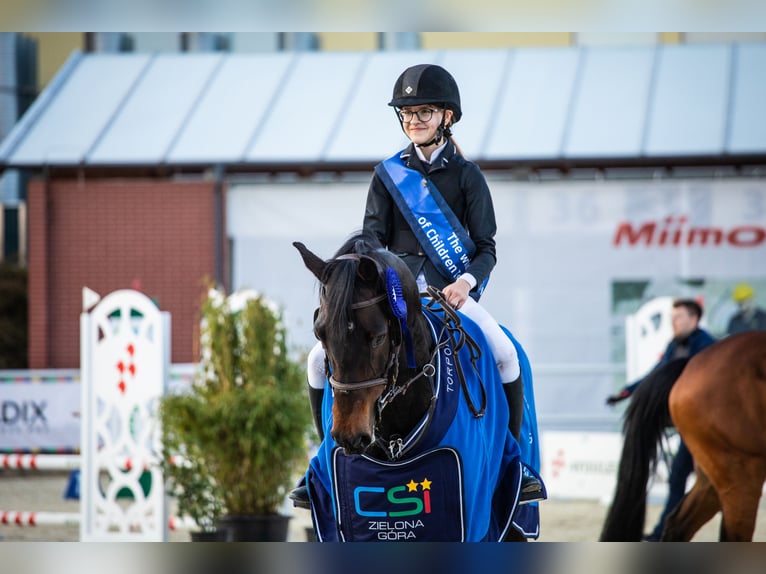 Holstein Mare 12 years 16,1 hh Bay-Dark in Pobiedziska