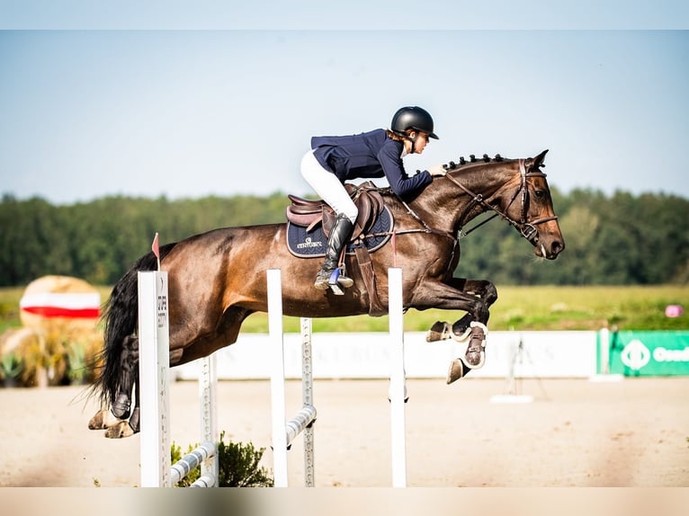 Holstein Mare 12 years 16,1 hh Bay-Dark in Pobiedziska