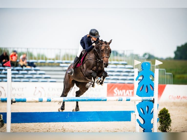 Holstein Mare 12 years 16,1 hh Bay-Dark in Pobiedziska
