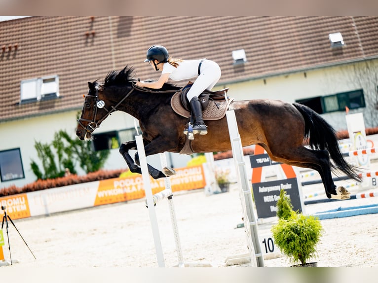 Holstein Mare 12 years 16,1 hh Bay-Dark in Pobiedziska