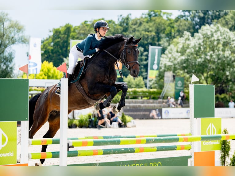 Holstein Mare 12 years 16,1 hh Bay-Dark in Pobiedziska