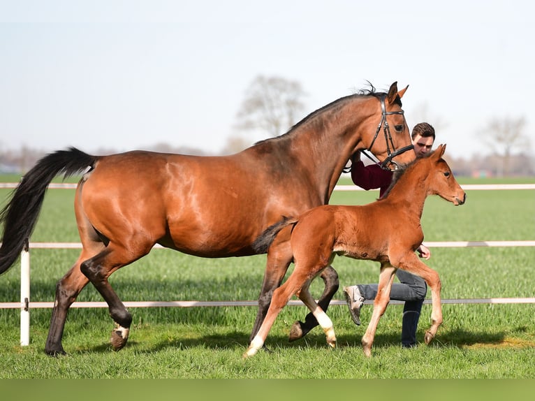 Holstein Mare 12 years 16,1 hh Brown in Krempe
