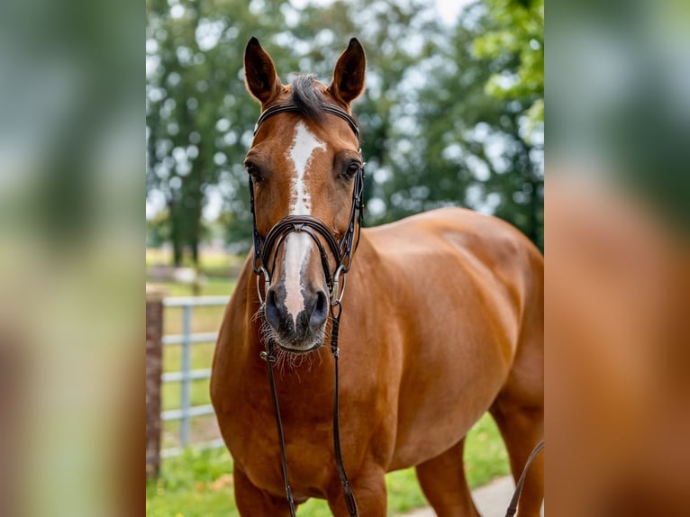 Holstein Mare 12 years 16,1 hh Brown in Emsdetten