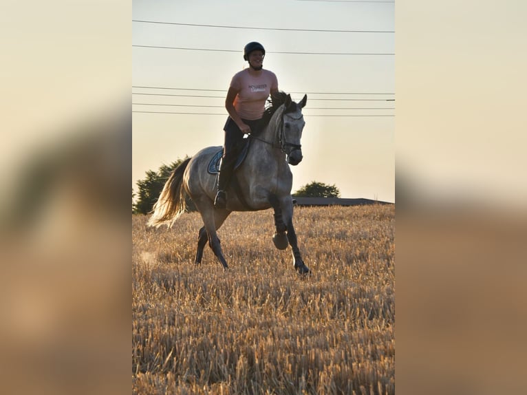 Holstein Mare 12 years 16,1 hh Grey in Bargteheide