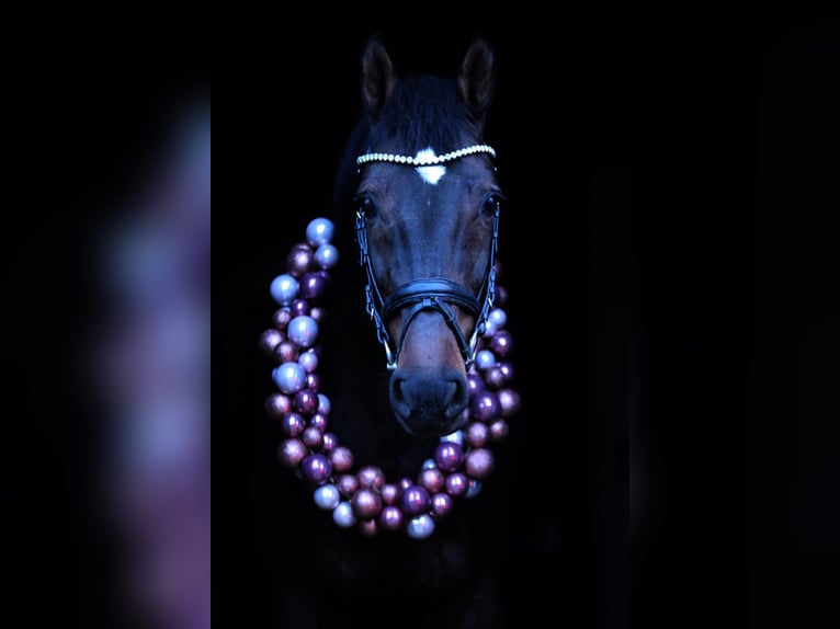 Holstein Mare 12 years 16,2 hh Bay-Dark in Xanten