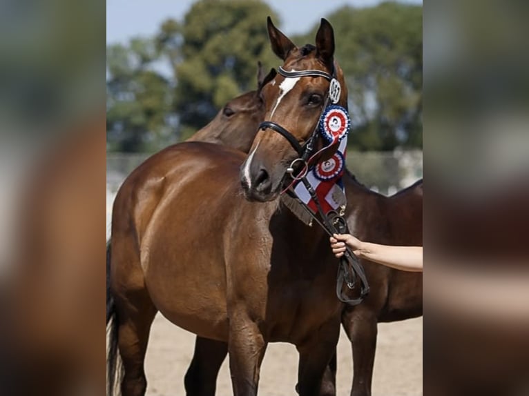 Holstein Mare 12 years 16,2 hh Brown in Tuchola