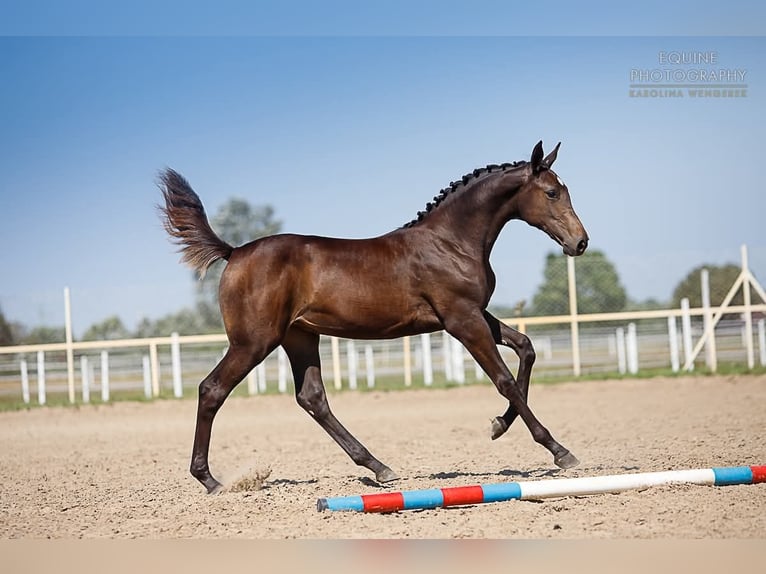 Holstein Mare 12 years 16,2 hh Brown in Tuchola