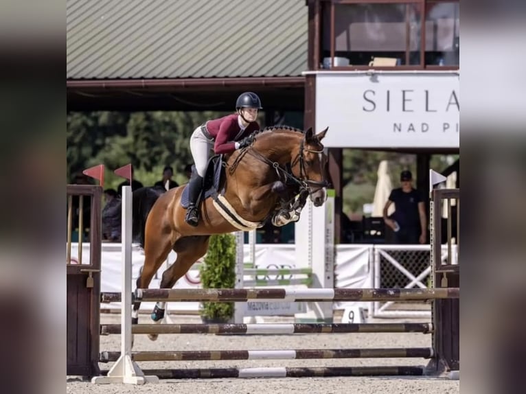 Holstein Mare 12 years 16,2 hh Brown in Tuchola