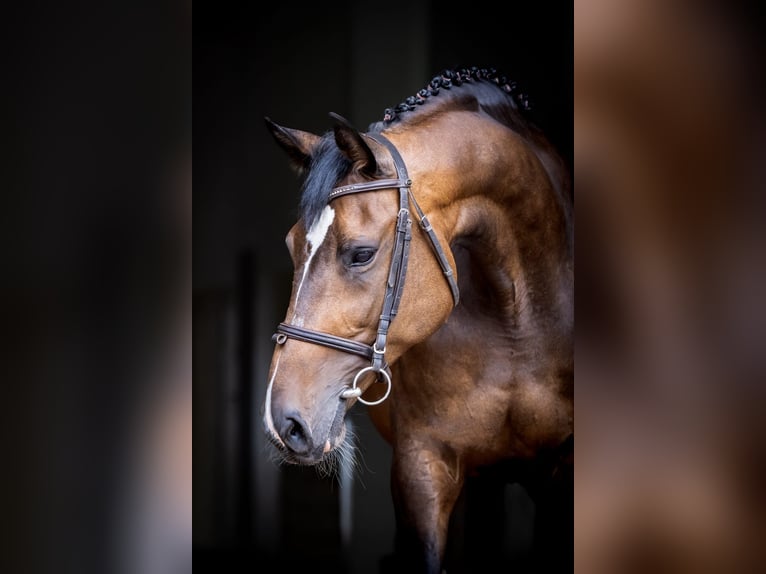 Holstein Mare 12 years 16,2 hh Brown in Tuchola