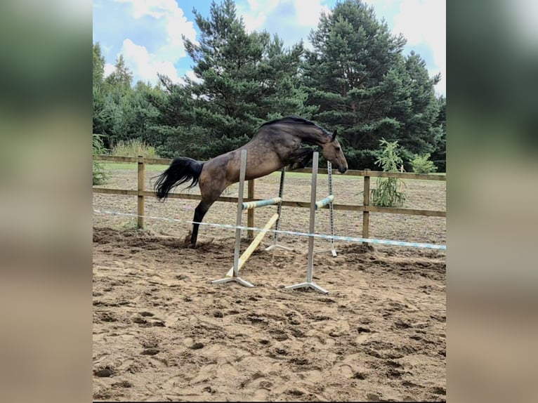 Holstein Mare 12 years 16,2 hh Brown in Tuchola